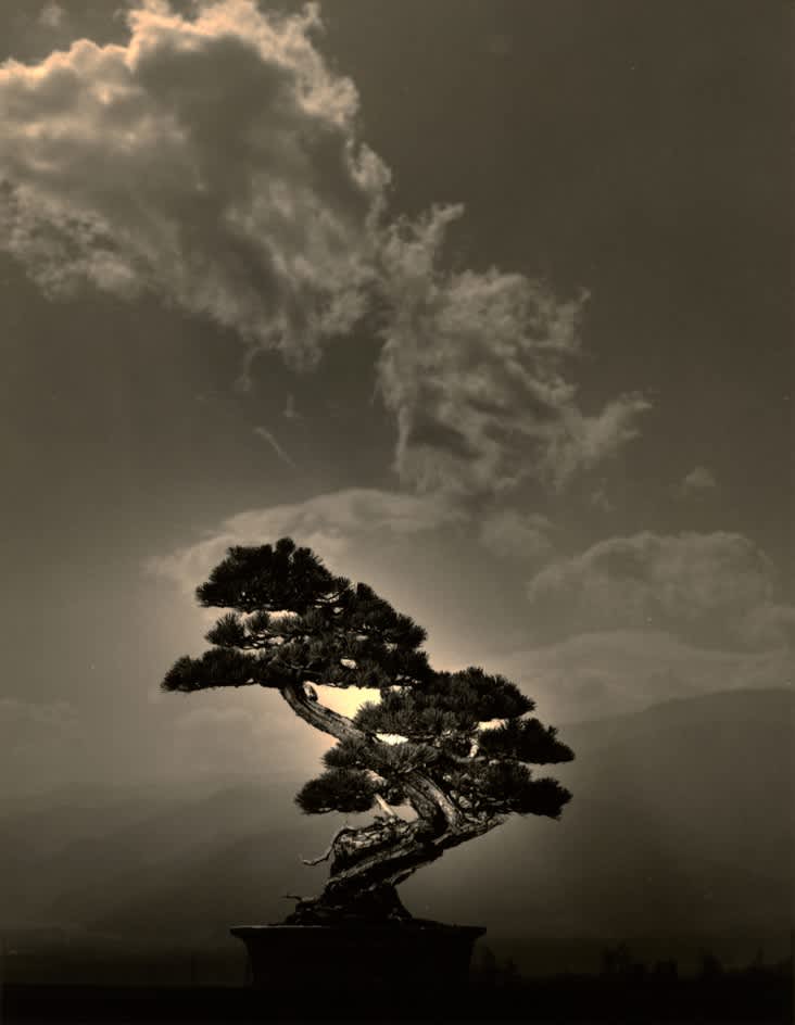 Yamamoto Masao, Bonsai #4007, 2018