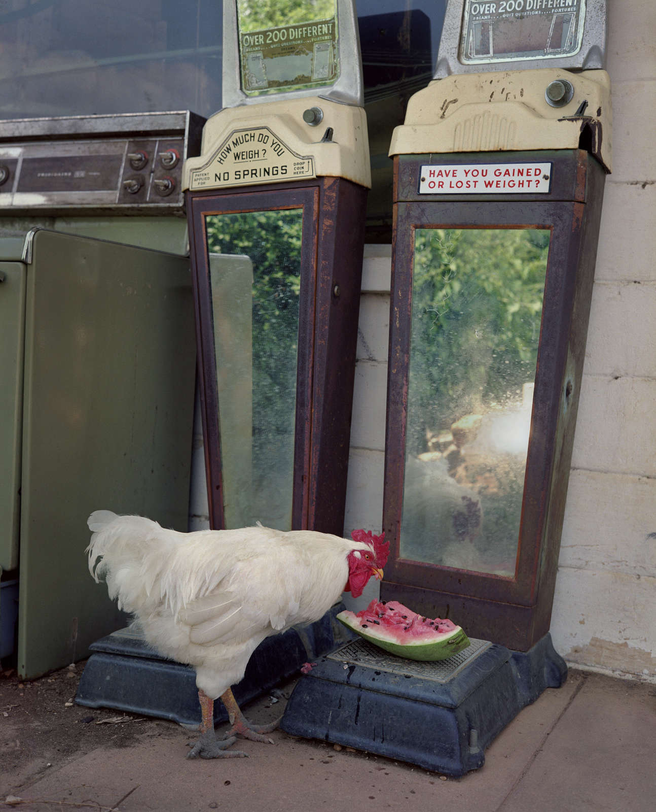 Birney Imes, Rooster at Whispering Pines, 1986