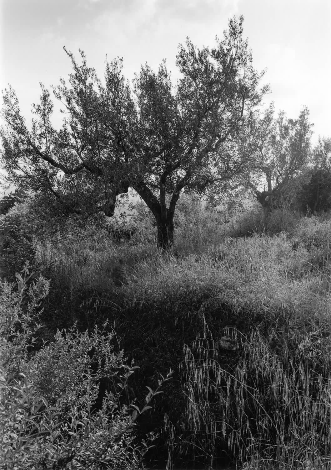 Mark Steinmetz, Cortona, Italy, 1996