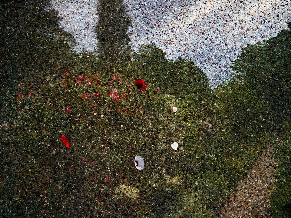 Tent-Camera Image on Ground: View of Monet's Gardens with Flowers on the Ground, Giverny, France, 2015
