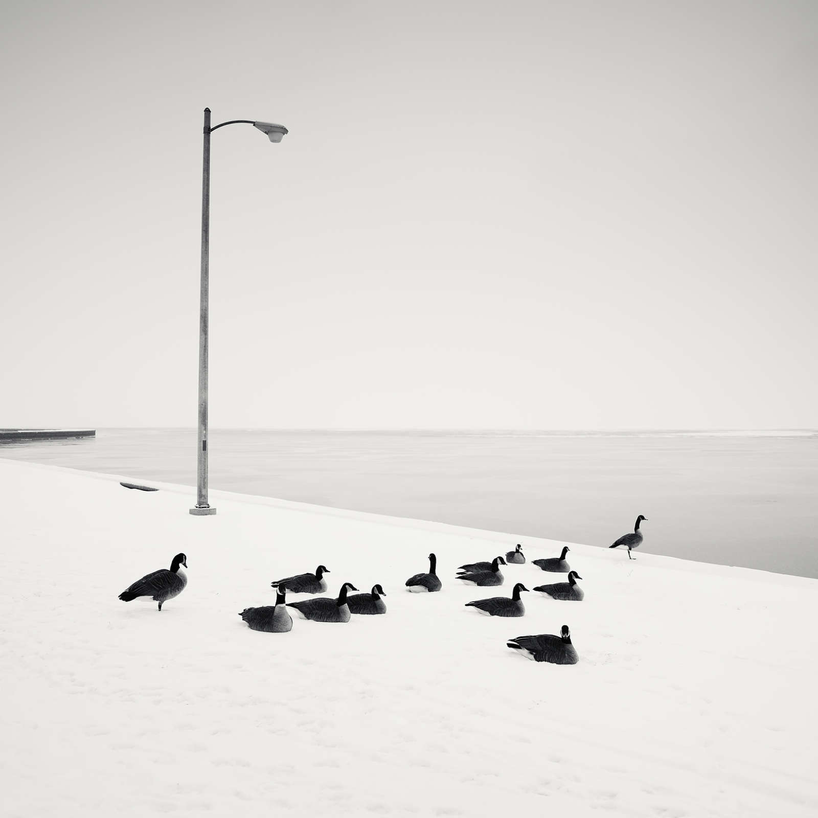 Josef Hoflehner, Gray Geese, Chicago, Illinois, USA, 2008