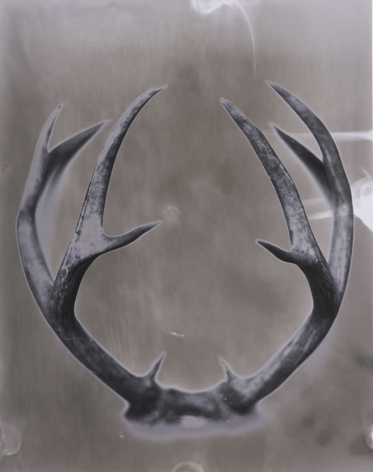 Tommy Nease, Antlers, 2017