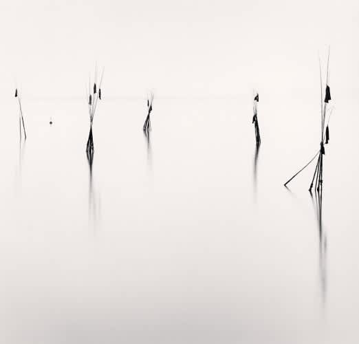 Michael Kenna, Bamboo Harbor Guides Study #2, 2002