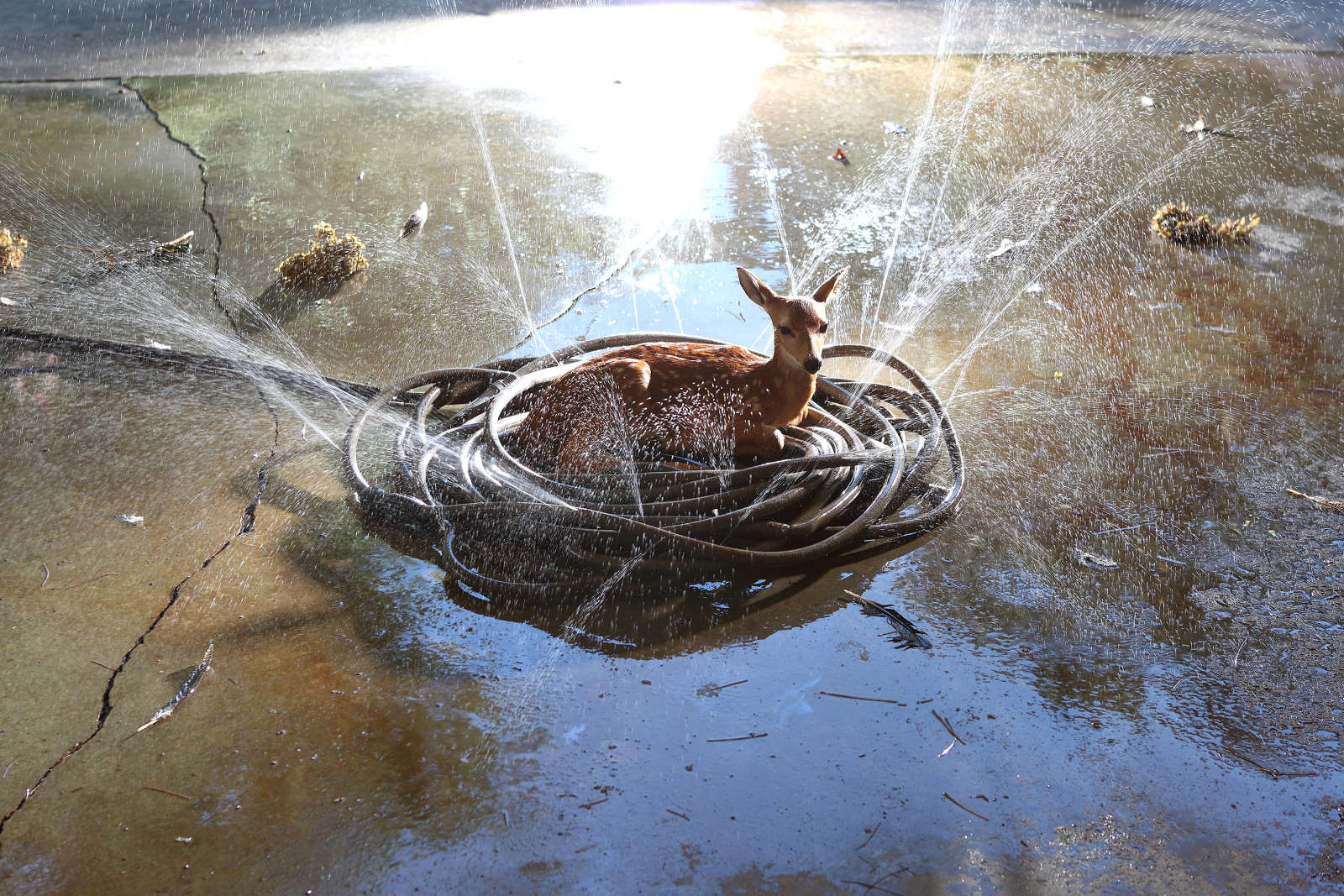 Jody Fausett, Garden Hose , 2014