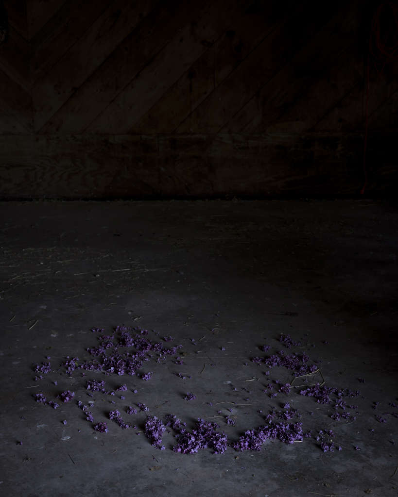 Cig Harvey, Ring of Lilacs, Camden, Maine, 2018