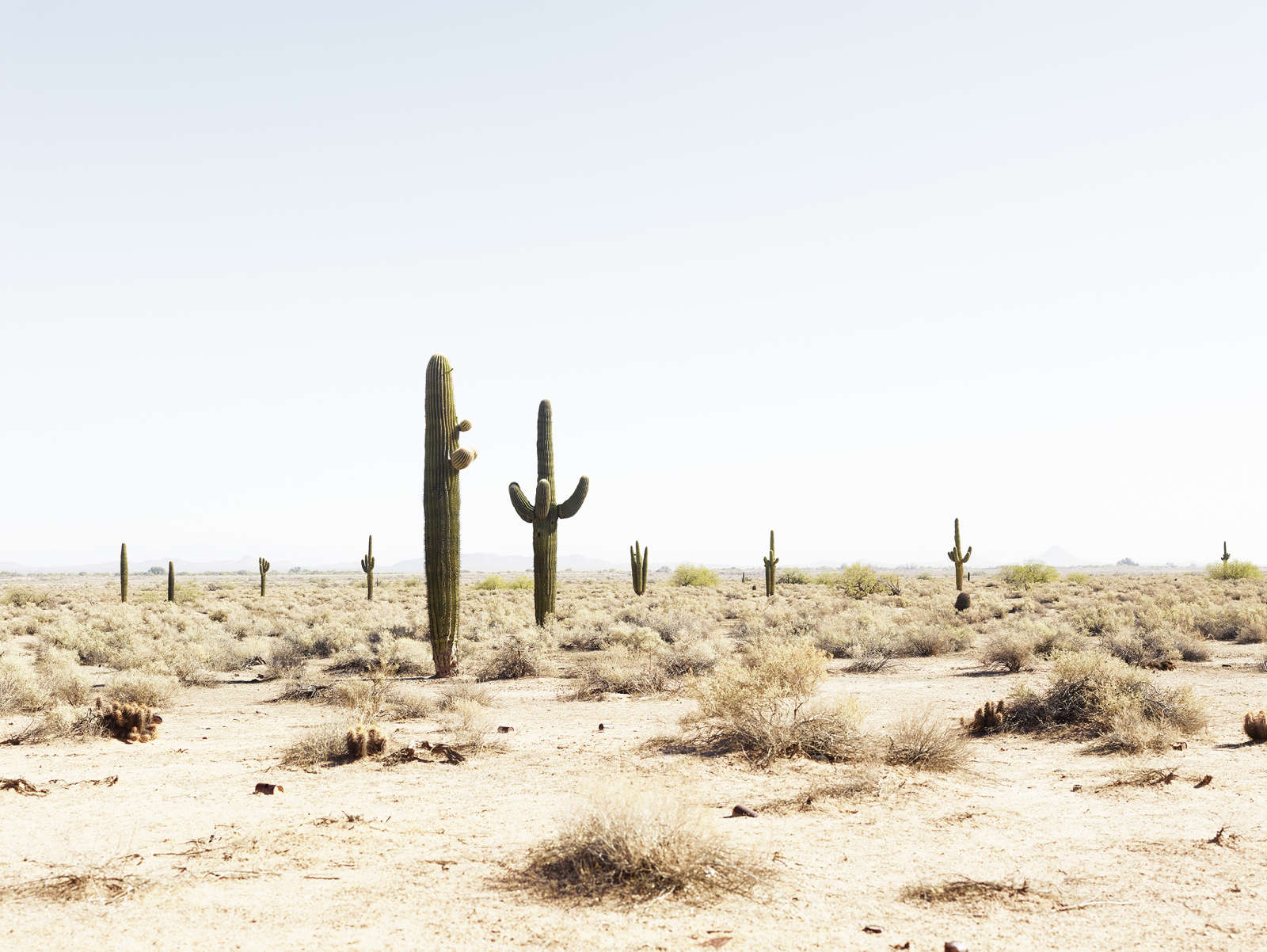 Josef Hoflehner, Desert, Tucson, Arizona, 2013