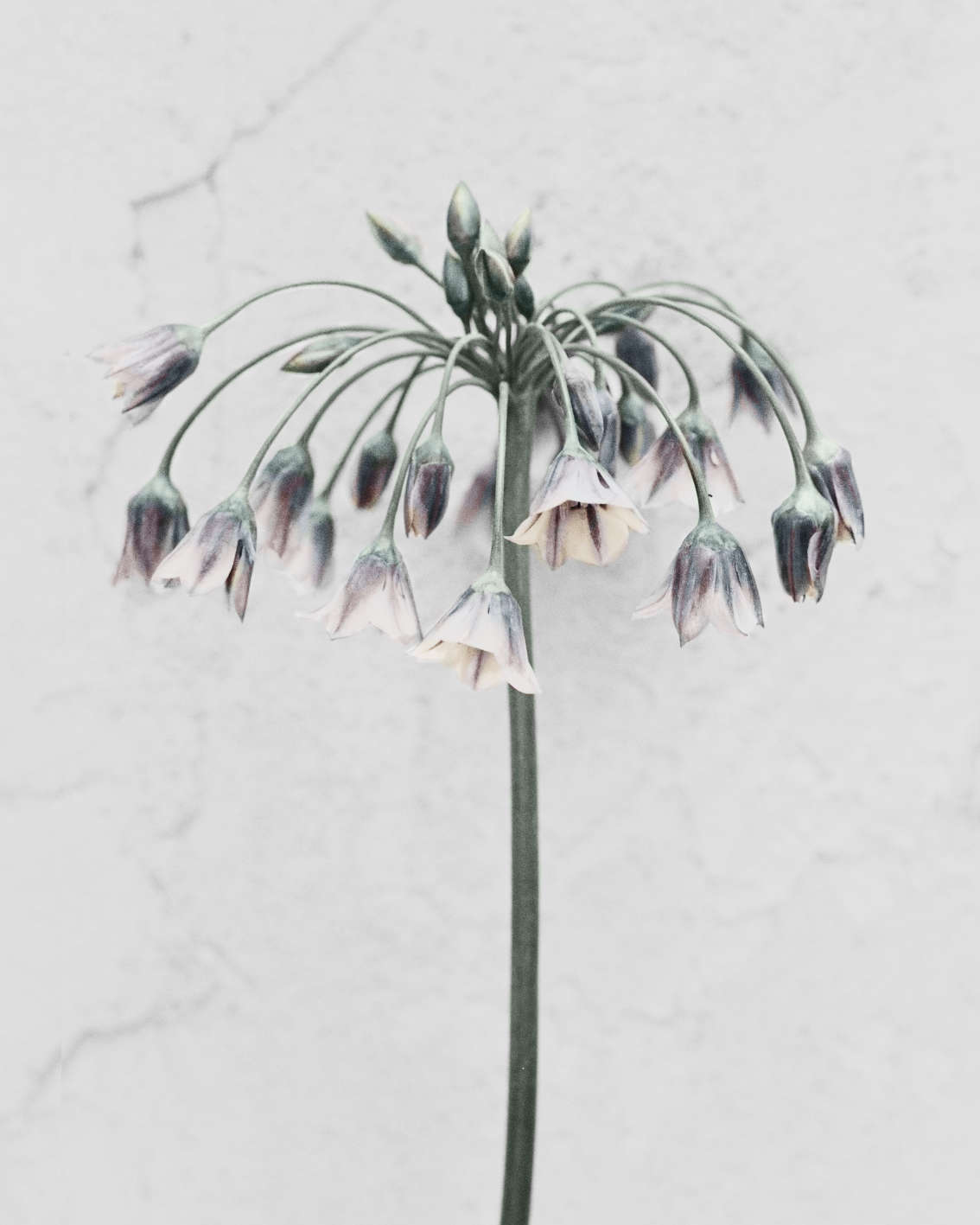 Vee Speers, Allium Siculum, 2016