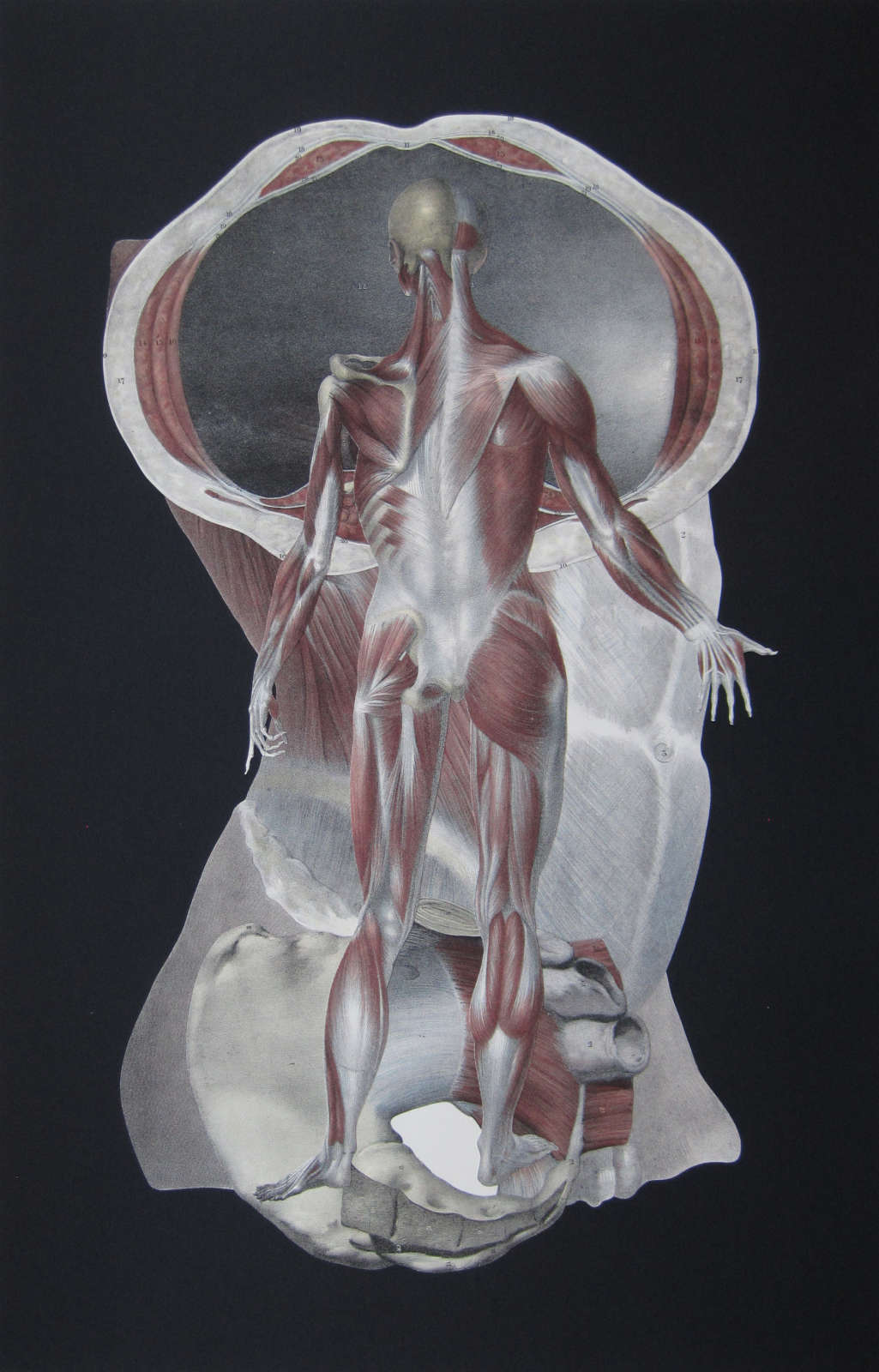 Untitled (Abstract Arrangement of Anatomy), 1994