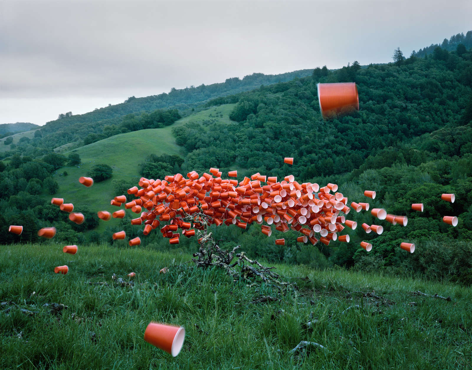 Thomas Jackson, Cups no. 3, Novato, California, 2014