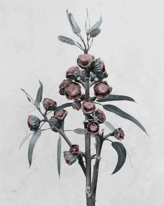 Vee Speers, Eucalyptus Globulus , 2016