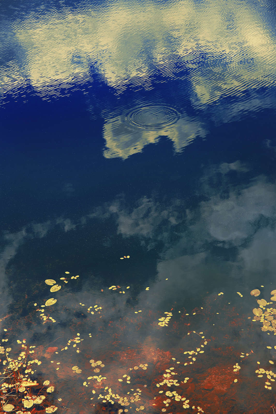 Erik Madigan Heck, Clouds in Pond, The Garden, 2019