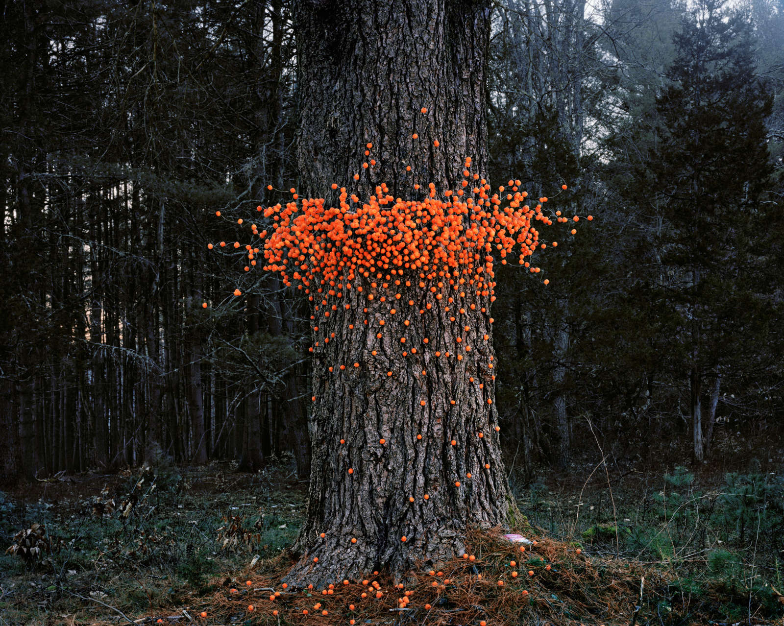 Thomas Jackson, Cheese Balls, Napanoch, New York, 2012