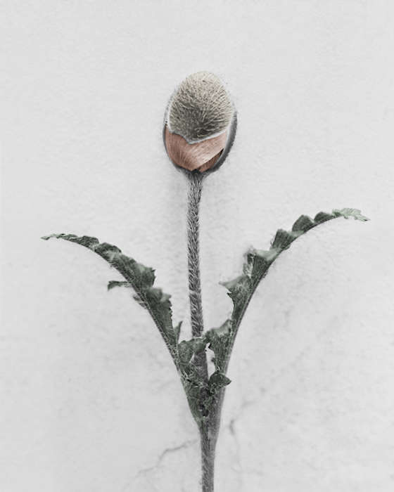 Vee Speers, Papavar Orientale, 2016