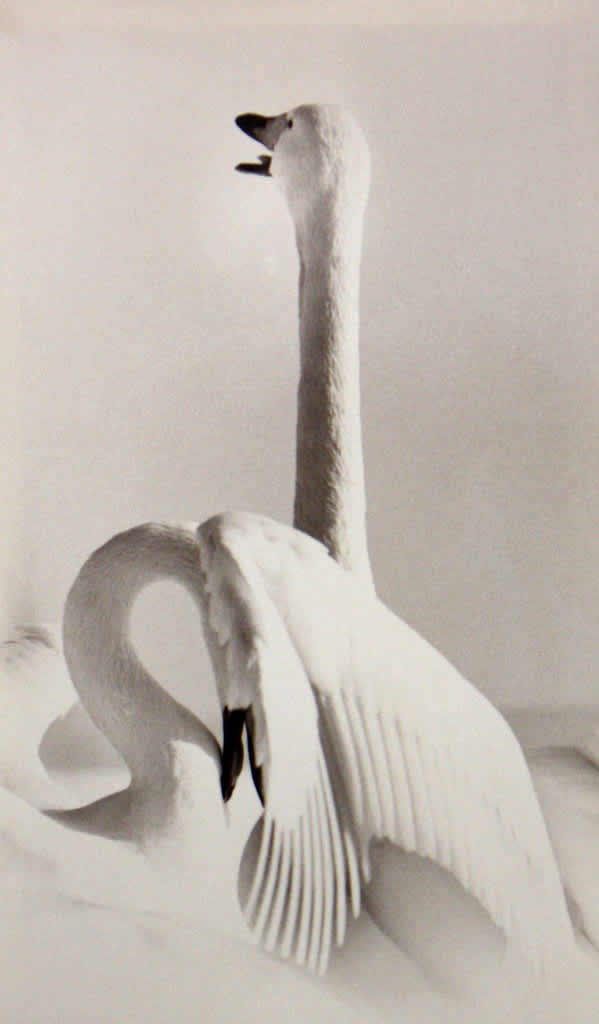 Yamamoto Masao, Kawa= Flow#1627