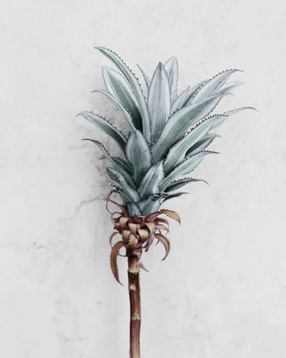 Vee Speers, Ananas Comosus, 2016