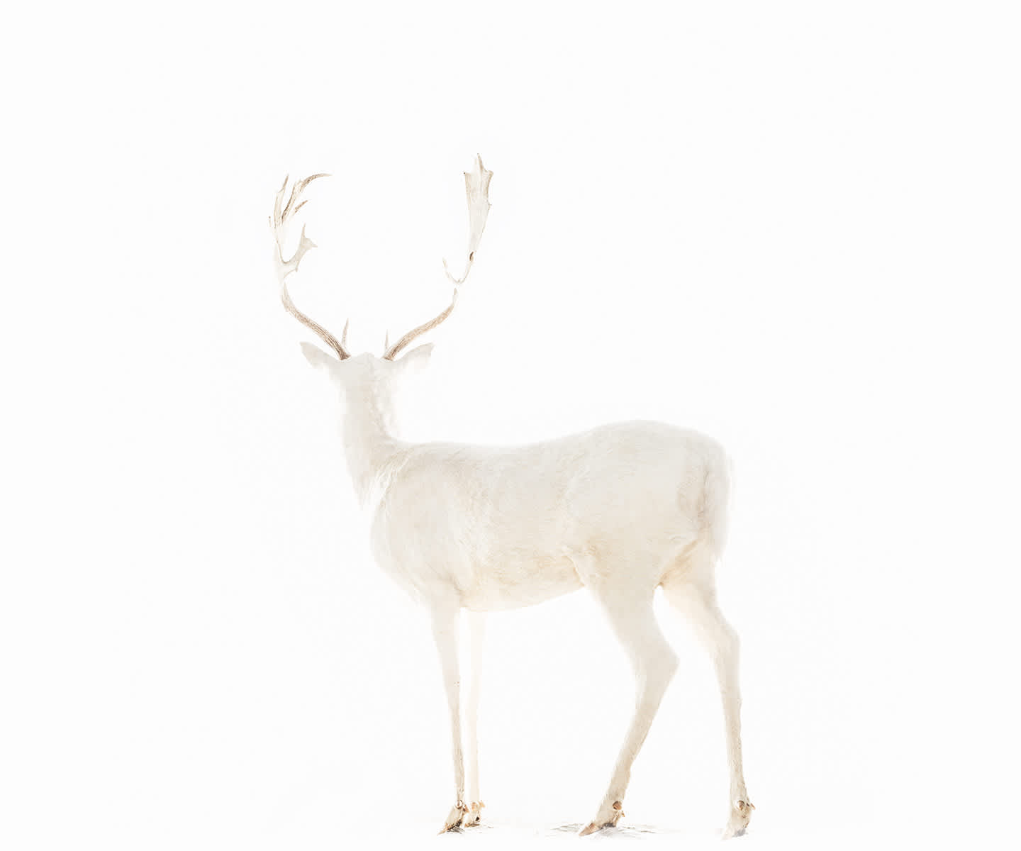 Todd Murphy, White into the White, 2016