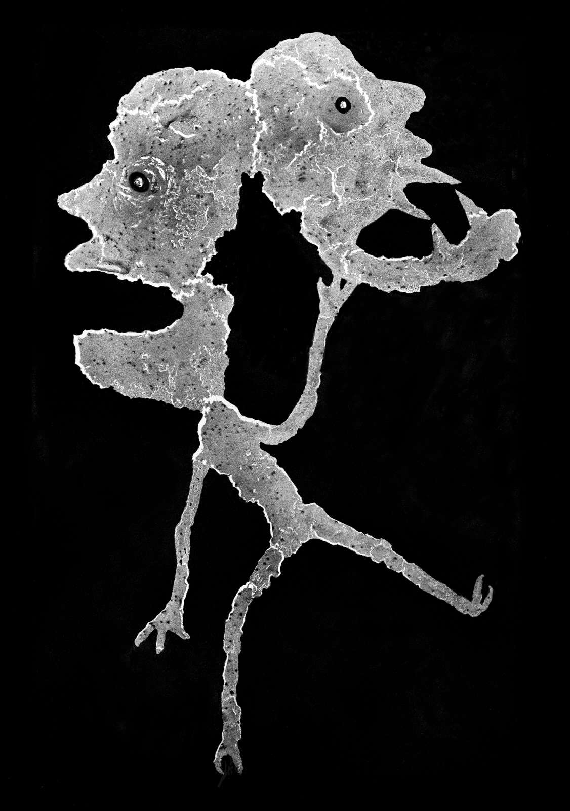 Roger Ballen, Face Off, 2010