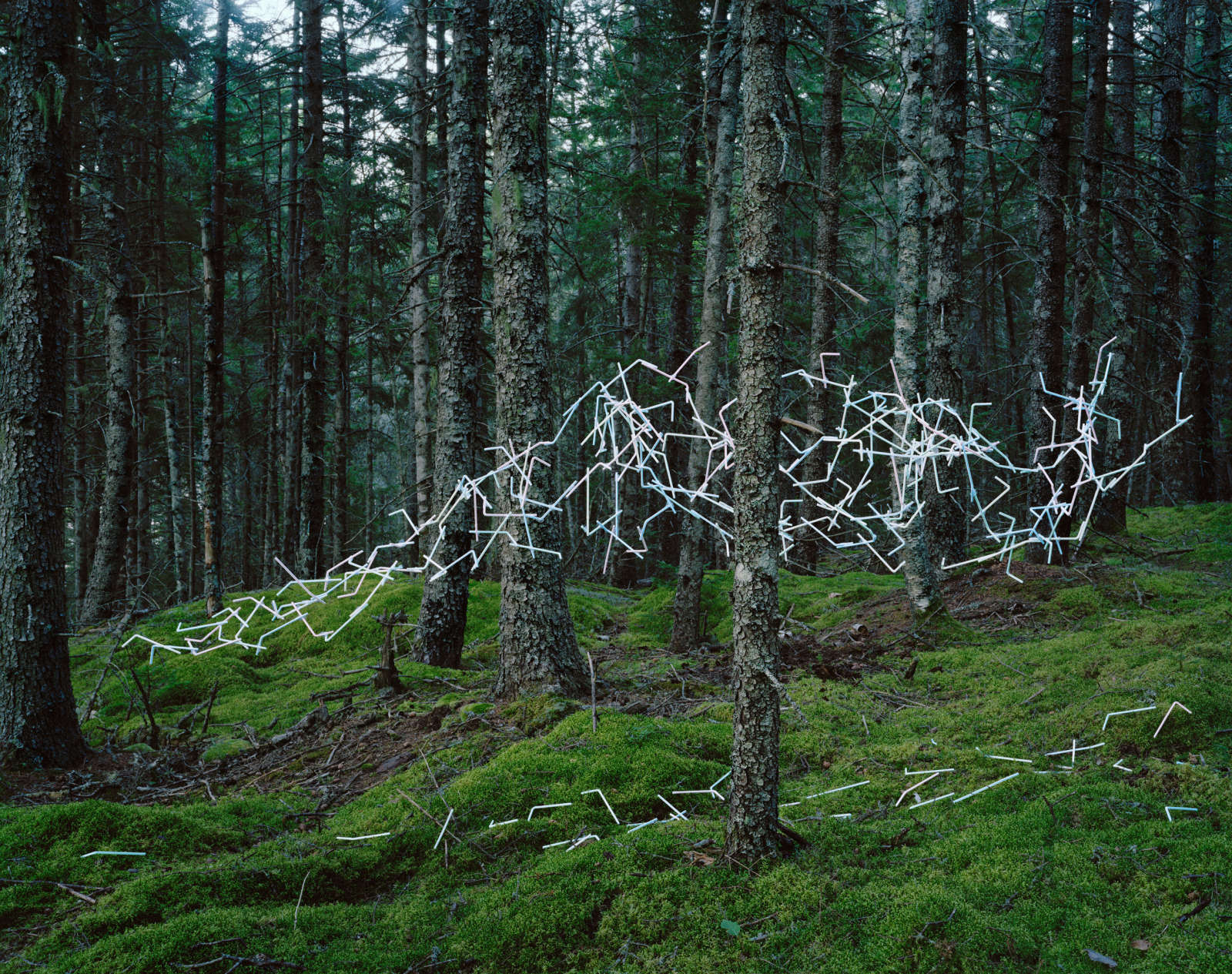 Thomas Jackson, Straws no. 2, Deer Isle, Maine, 2013