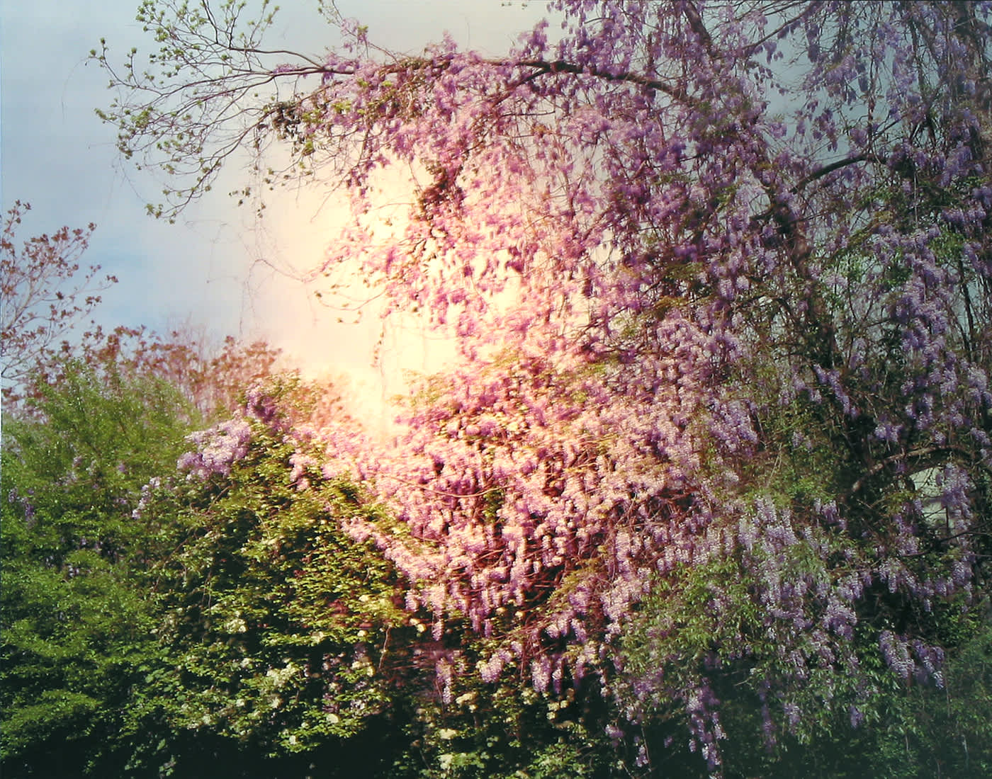 Angela West, My 33rd Spring #5 (Wysteria), 2003