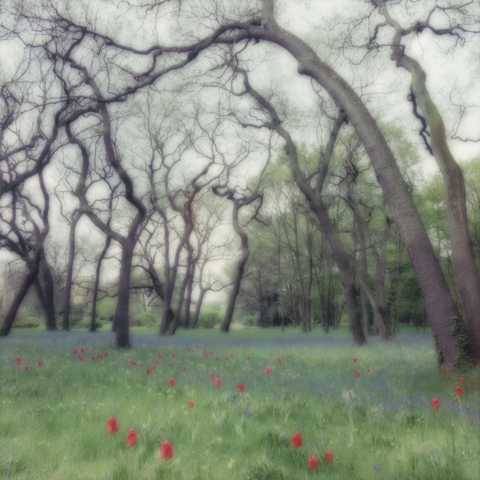 Lynn Geesaman, Bagatelle, Paris (4-99-22c-8), 1999