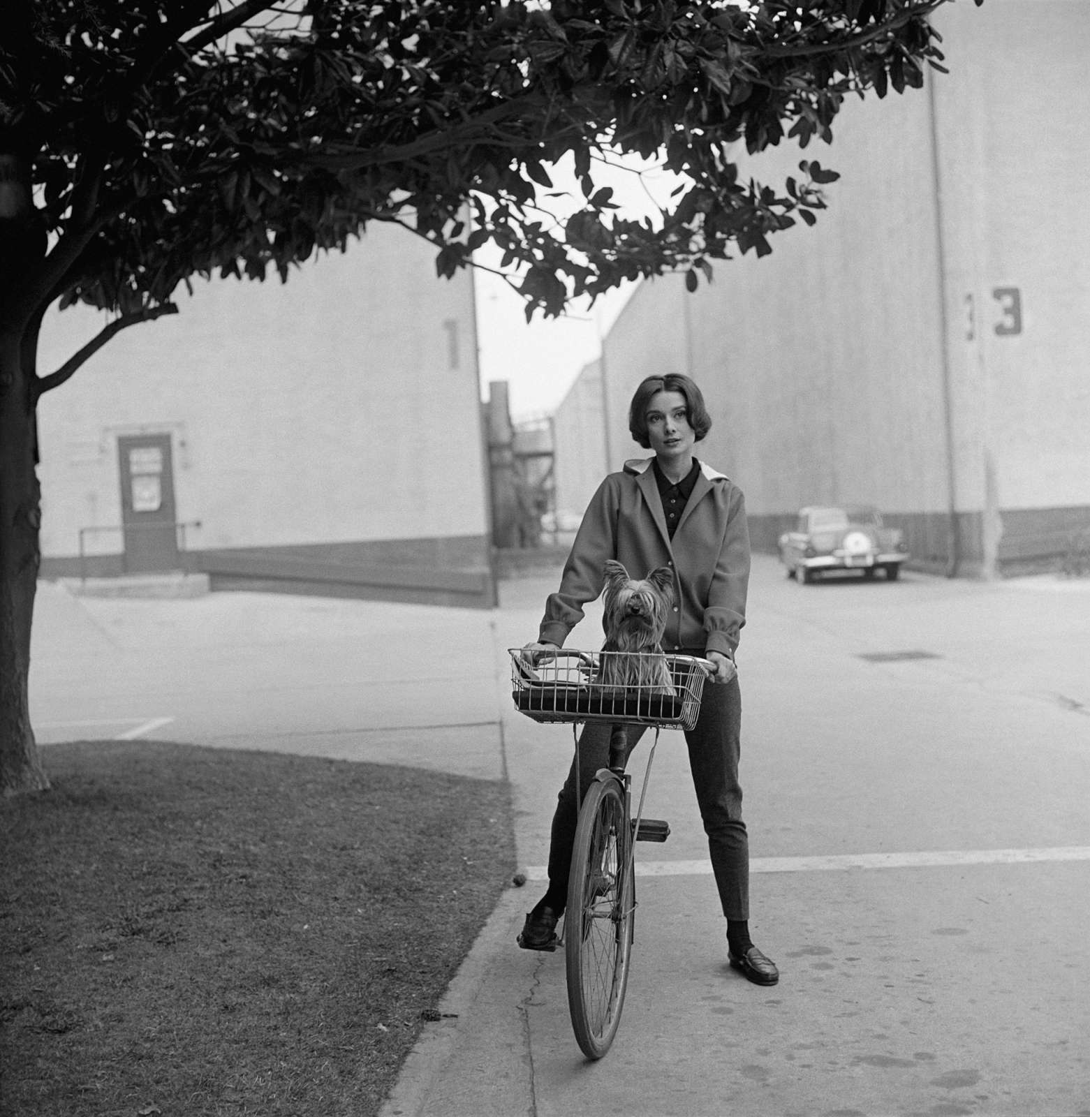 Motion Picture Television Archive, Sid Avery: Audrey Hepburn: On Her Bike with Her Dog Mr. Famous at Paramount Studios, 1957
