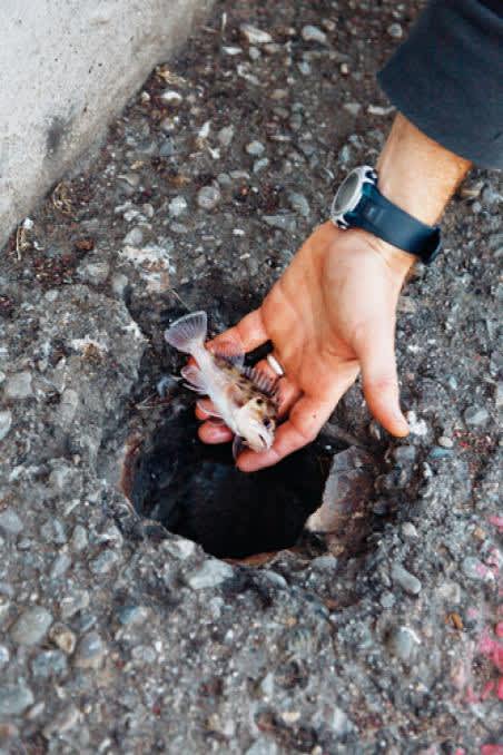 A Juvenile Brown Rockfish Pulled from Pissed Off Petes Hole, 2011