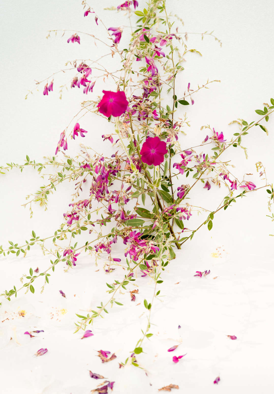 Carolyn Carr, Bush and Fusica Wild Flower and Petals