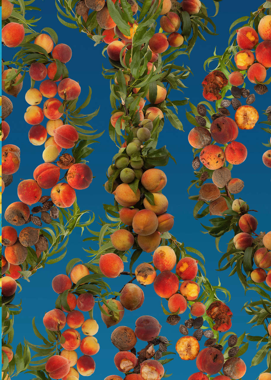 Fallen Fruit, The Fruit Doesn’t Fall Far From The Tree / Atlanta, commissioned by the Atlanta Contemporary, 2013