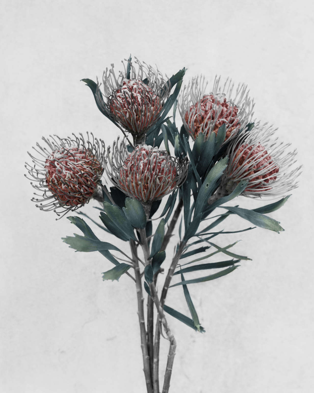 Vee Speers, Leucospermum Cordifolium, 2016