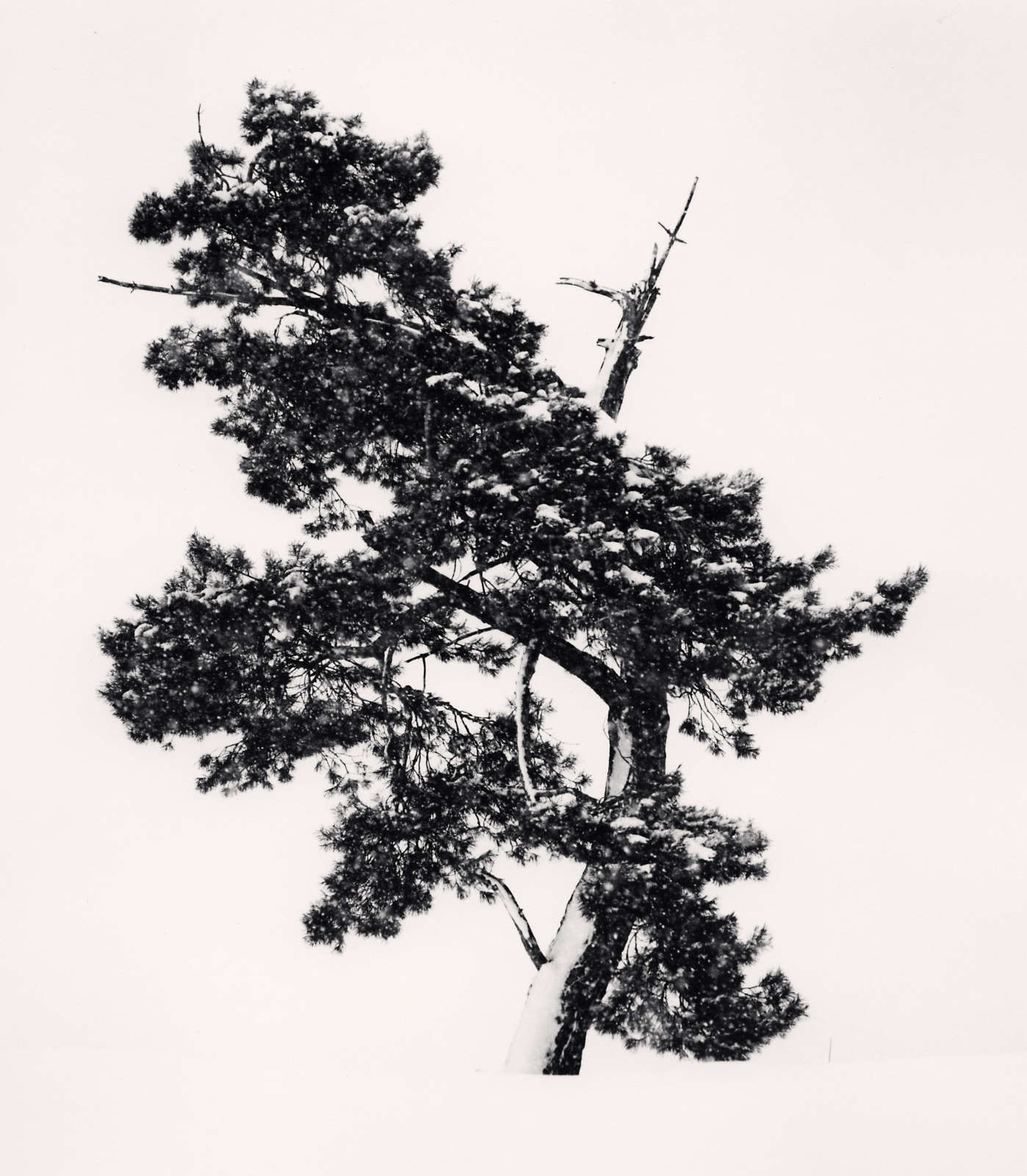 Stately Tree in Snowstorm, Asahikawa, Hokkaido, Japan, 2011