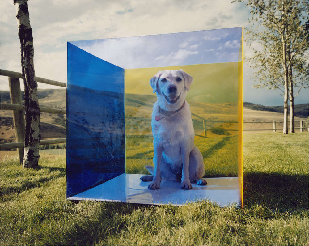 Tierney Gearon, Untitled (Montana Dog)