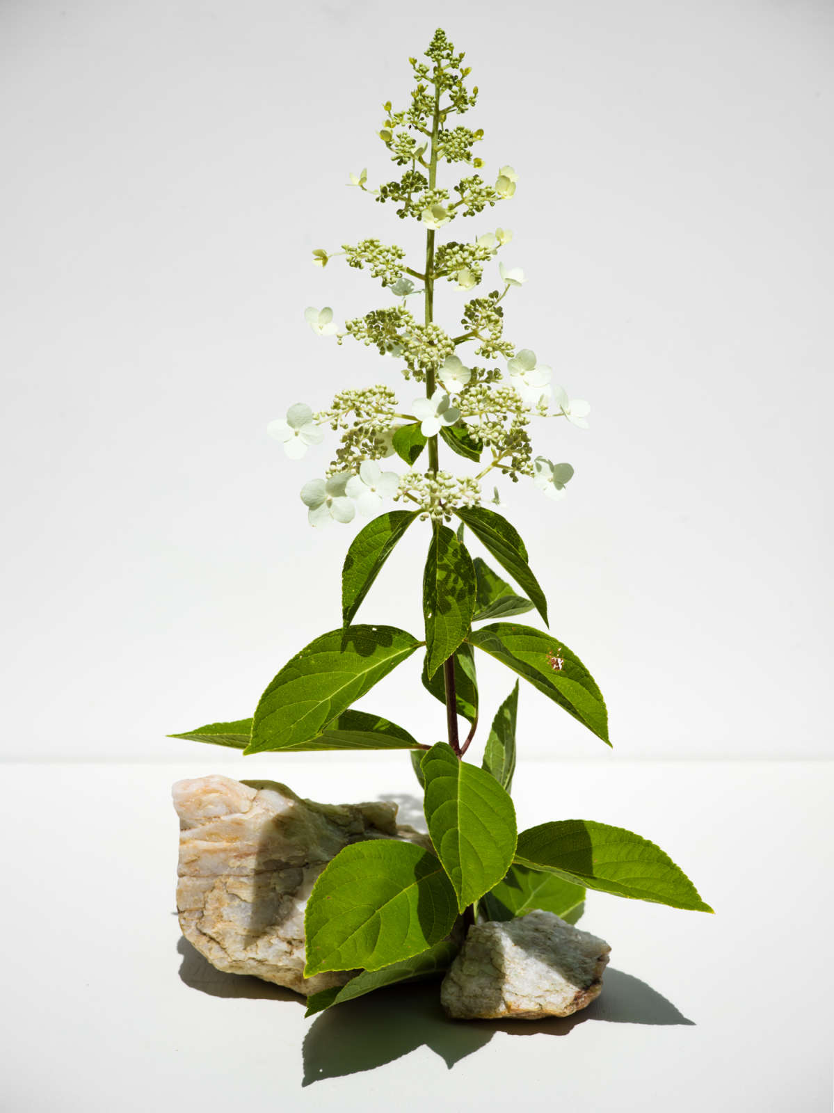 Carolyn Carr, Standing Tall with Quartz, 2018