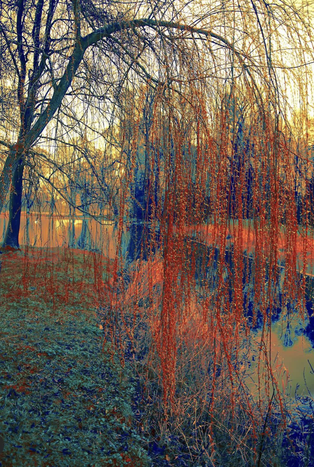 Orange Willow in Washington, The Garden, 2019