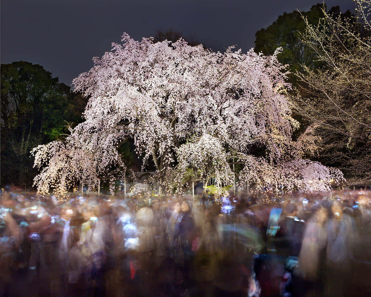Matthew Pillsbury, Hanami #20, Rikugien, Sunday, March 29th, 2015