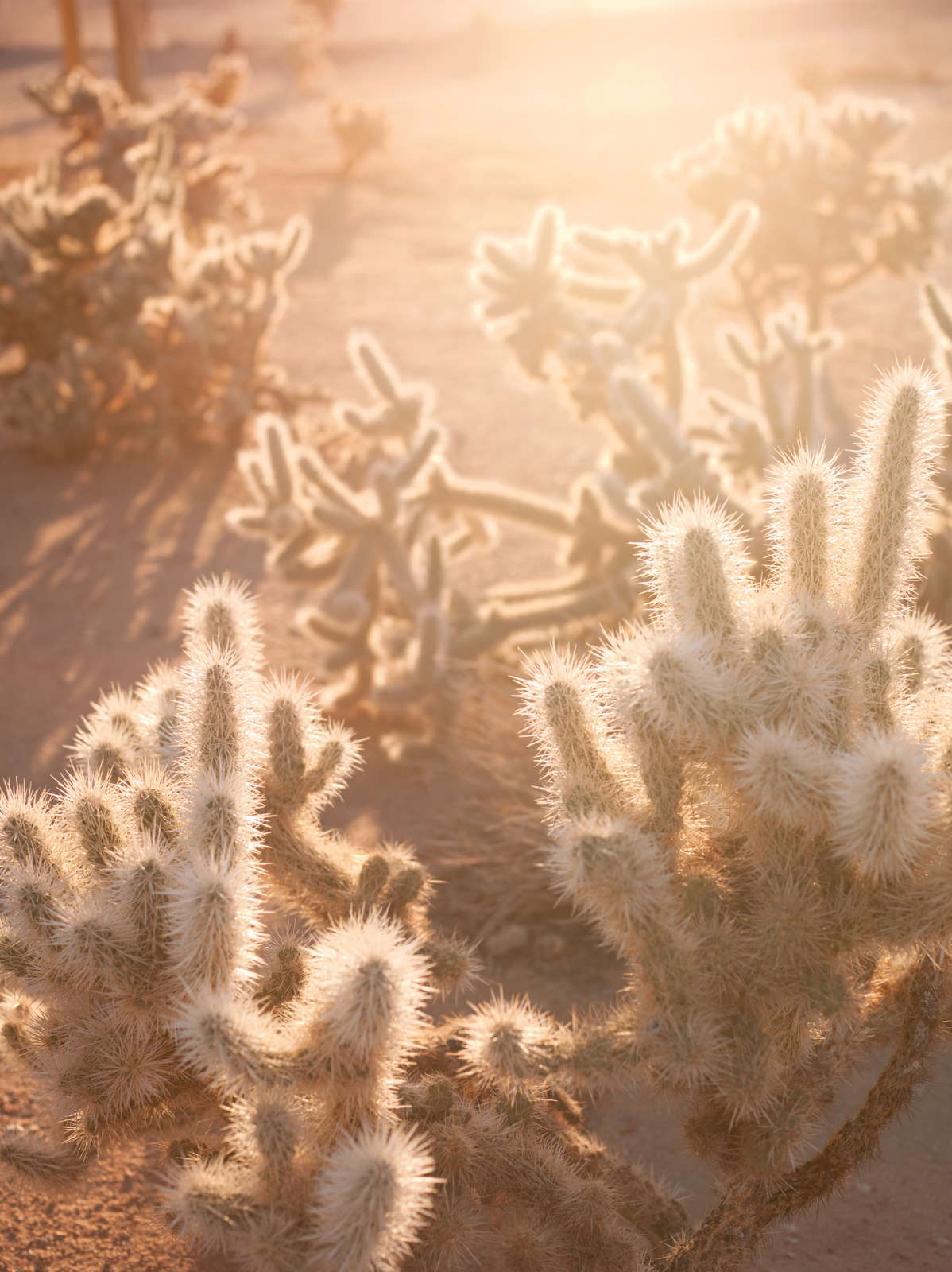 Mona Kuhn, AD 6705, 2013