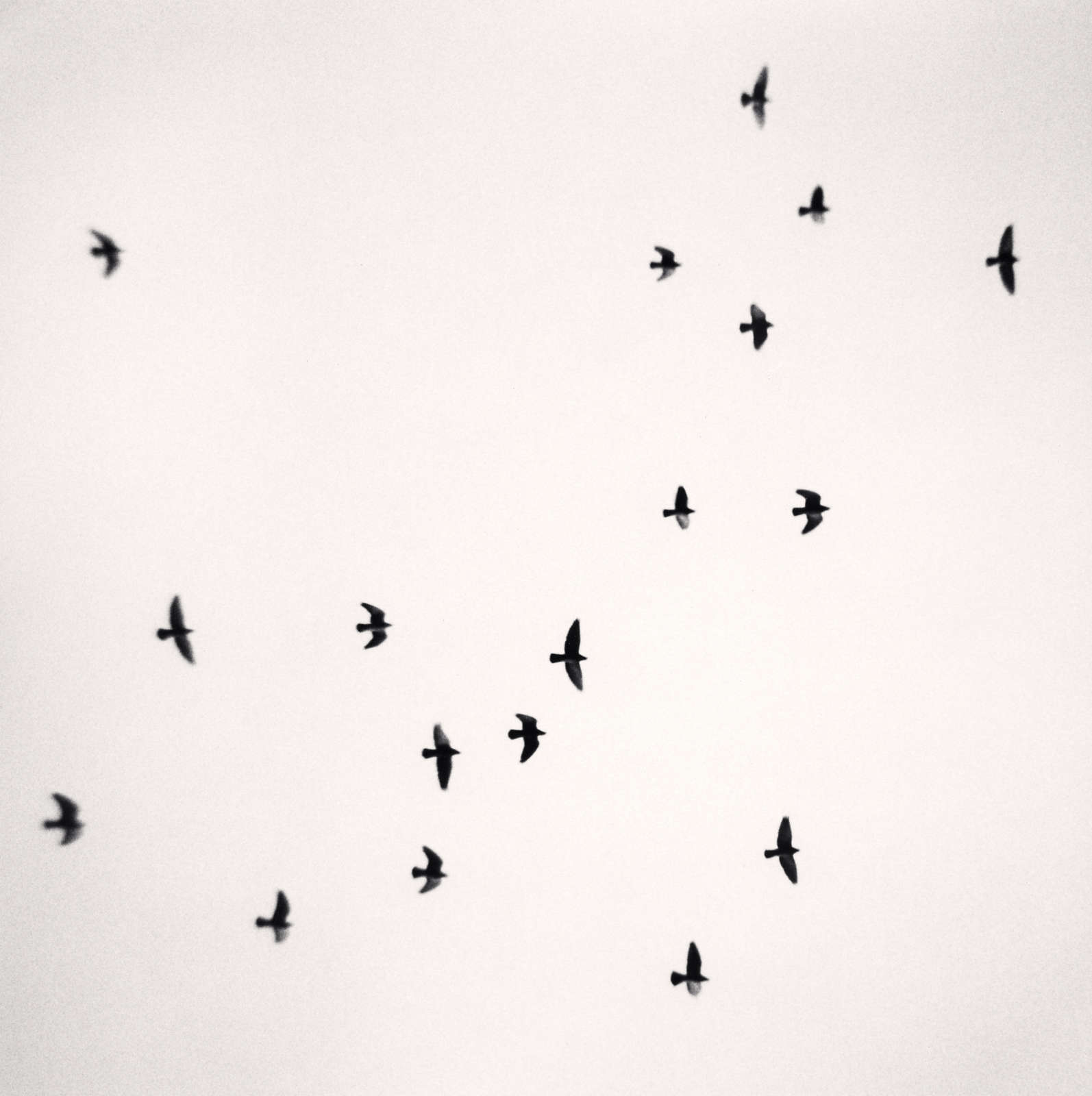 Michael Kenna, Eighteen Birds, Reggio Emilia, Italy, 2007