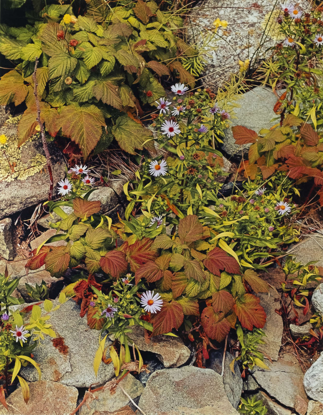 Eliot Porter, Bracken and Hawkweed, Michigan, 1973
