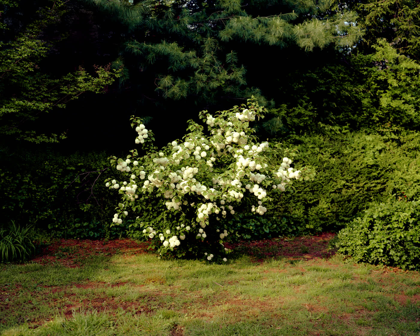 Angela West, Portrait of Snowball Bush, 2003