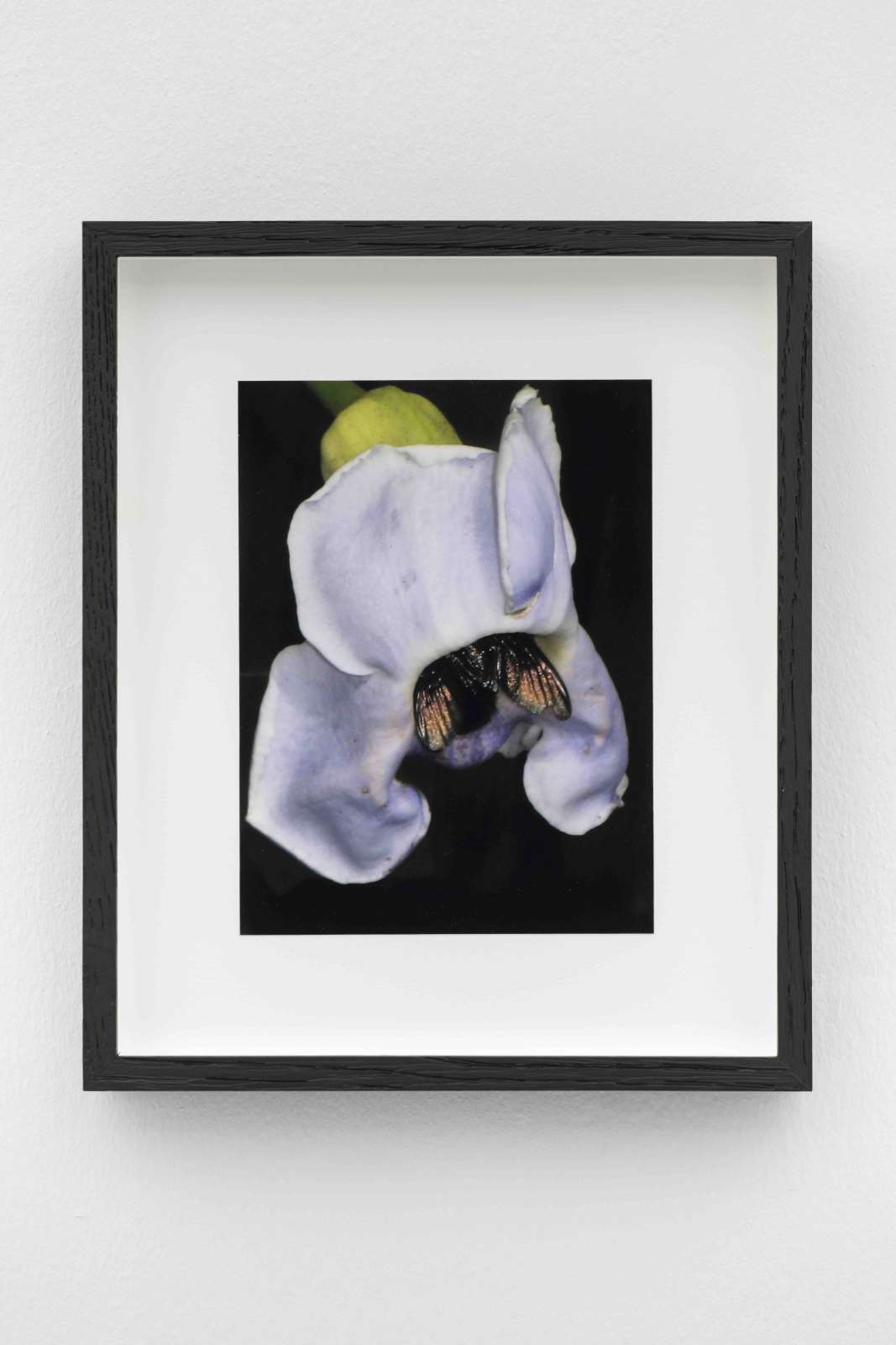 Harley Weir, 'Clockvine', 2024, C-type print, 14.9 x 10.2 cm. Courtesy the artist and Hannah Barry Gallery. Photo: Damian Griffiths
