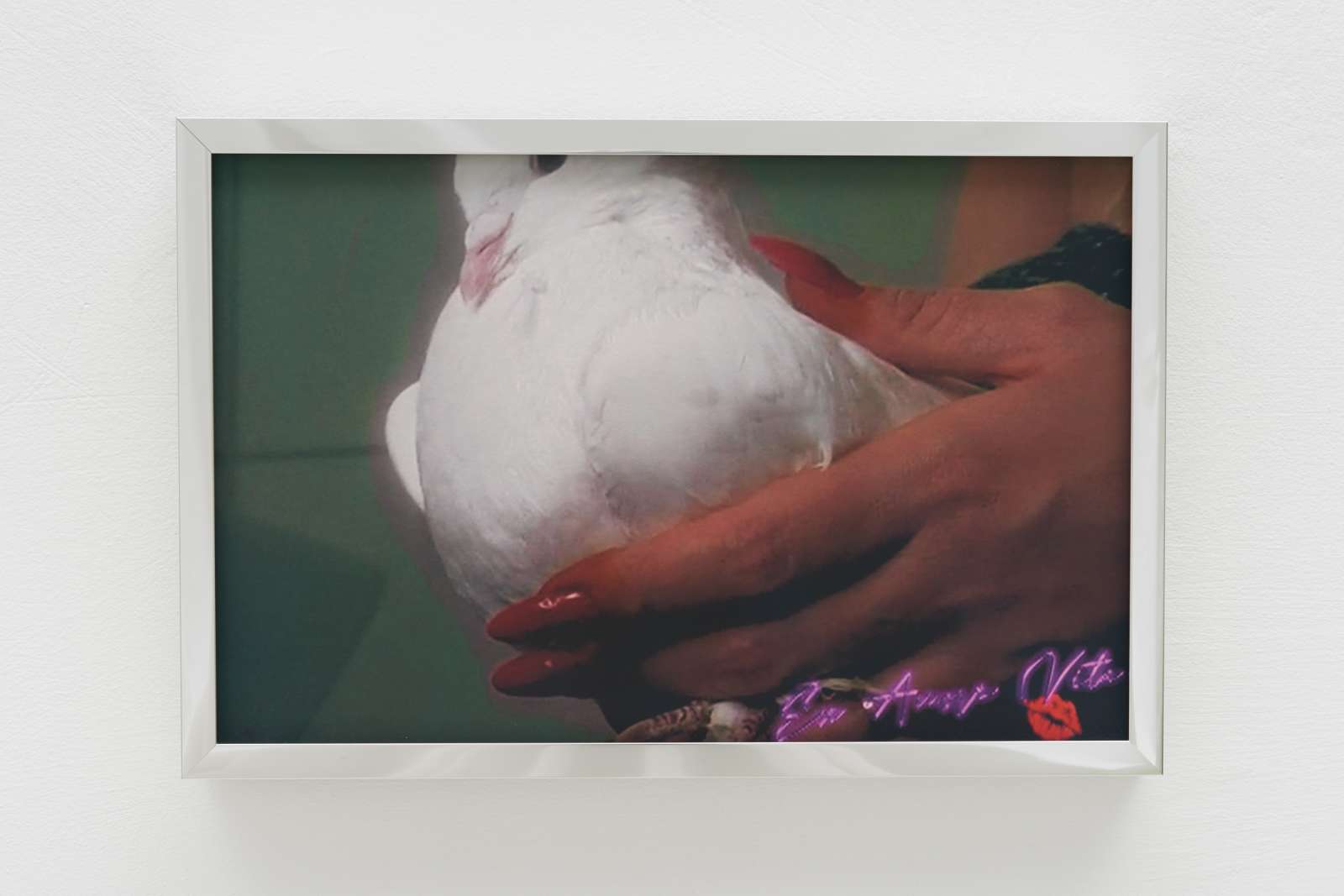 Shamiran Istifan Wedding Dove, 2022 Giclée print, cotton rag paper, chrome frame 20 x 30 x 2 cm Courtesy the artist and Moarain House, London Photo: Theo Christelis