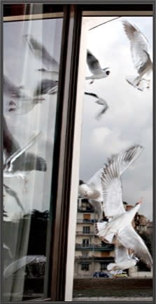 Lulu’s Seagulls, Verona, a tryptic