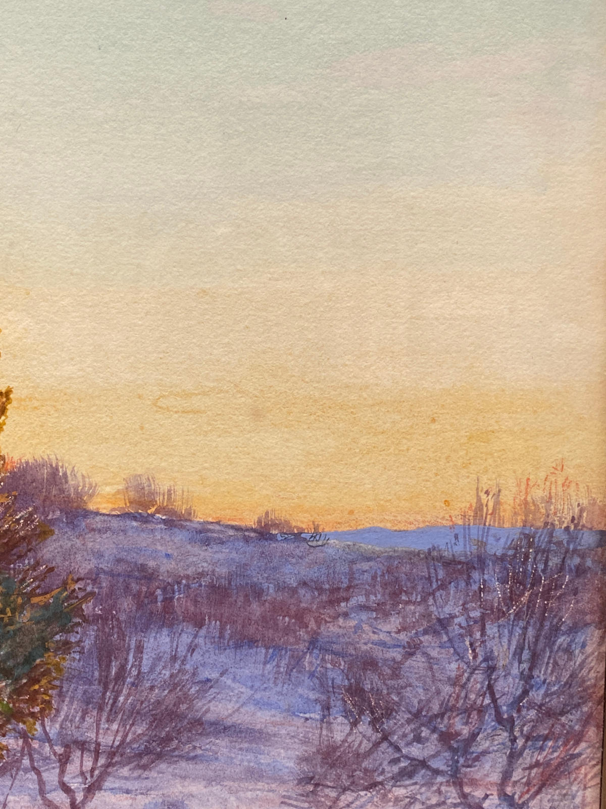 Cedars at Twilight