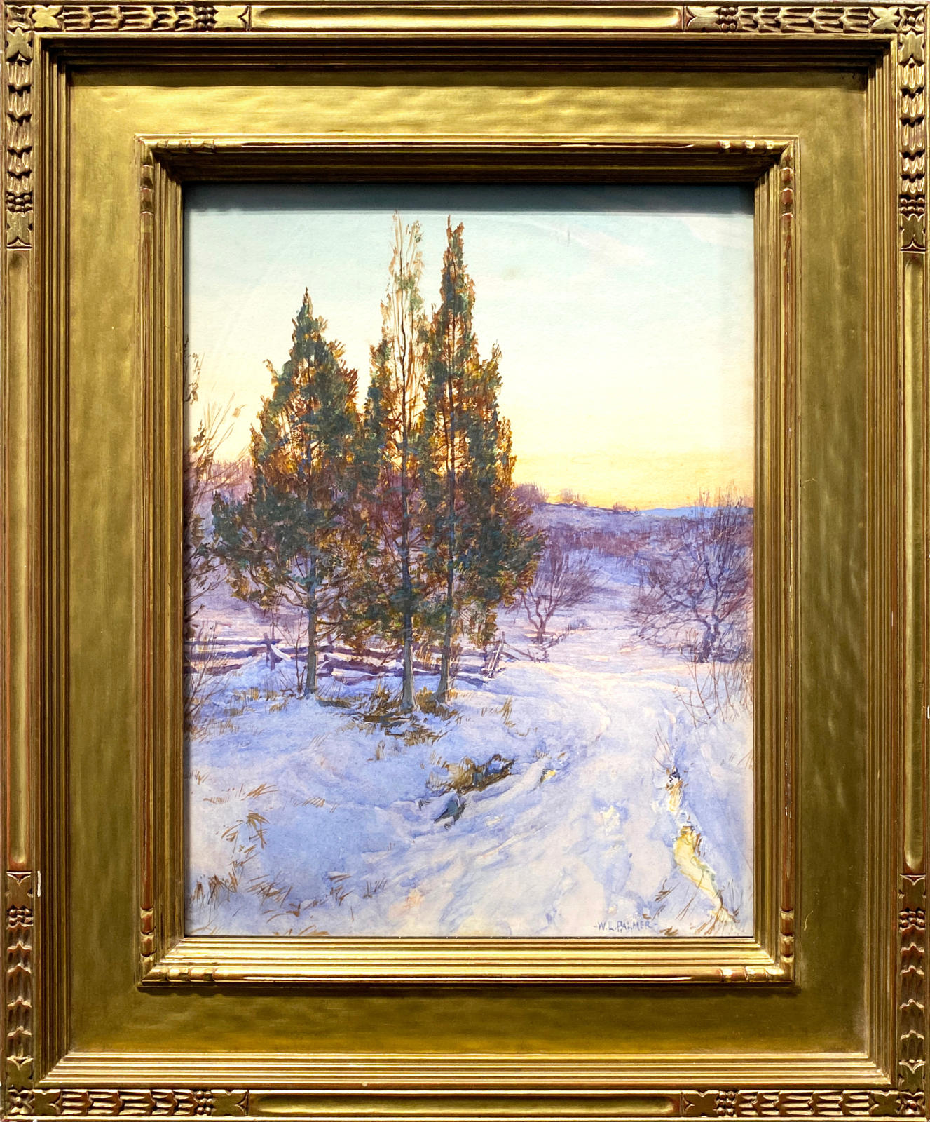 Cedars at Twilight