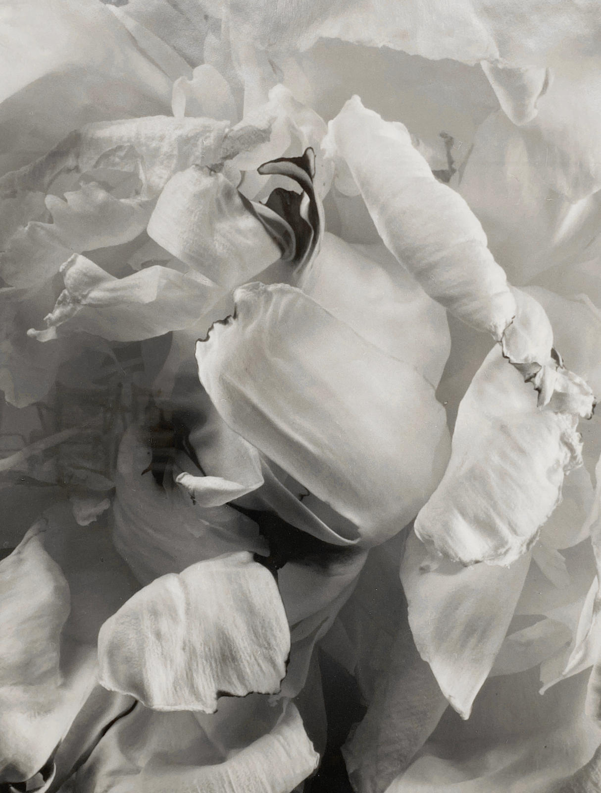 Peony #2, 1993, Millbrook, NY