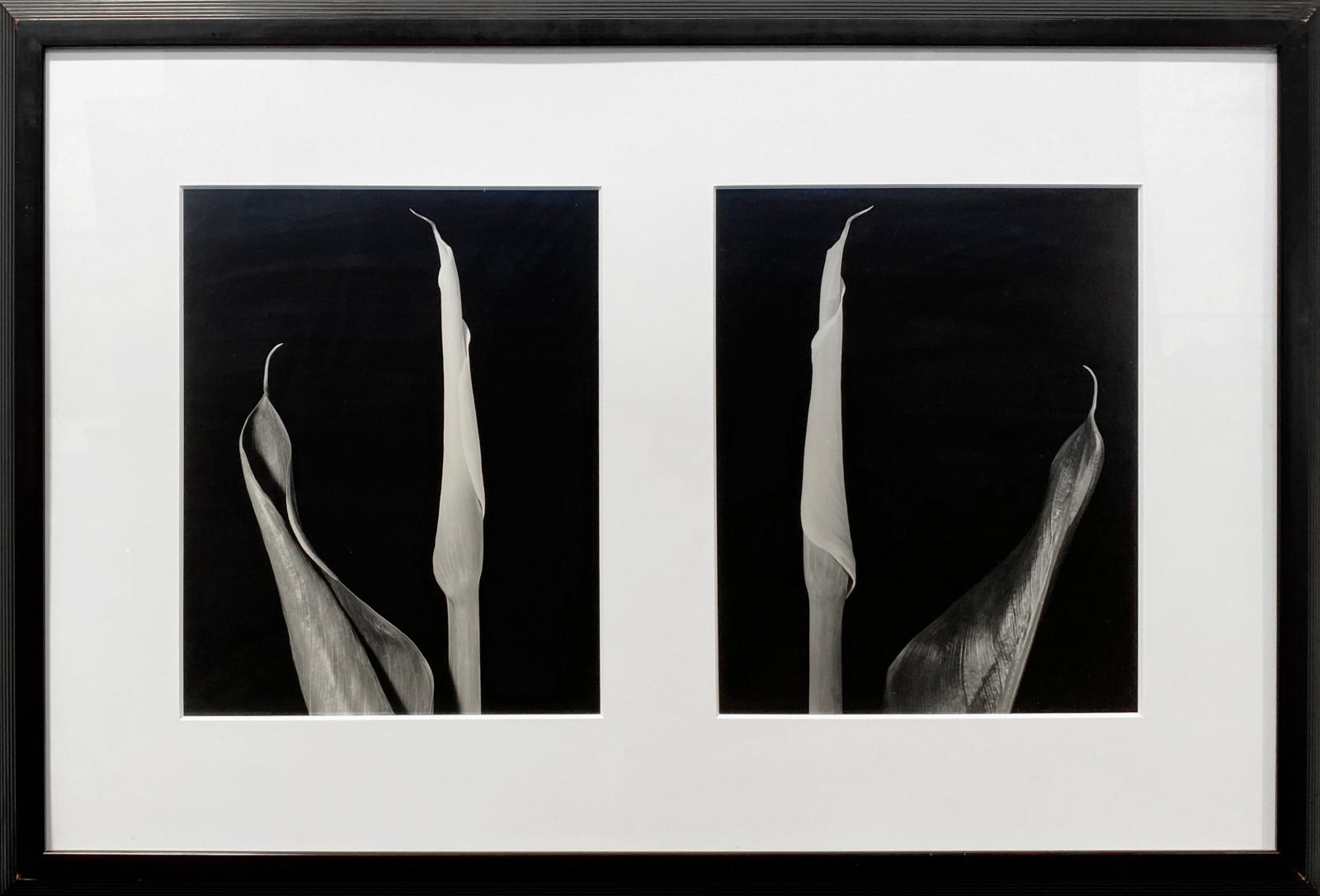 Calla Diptych