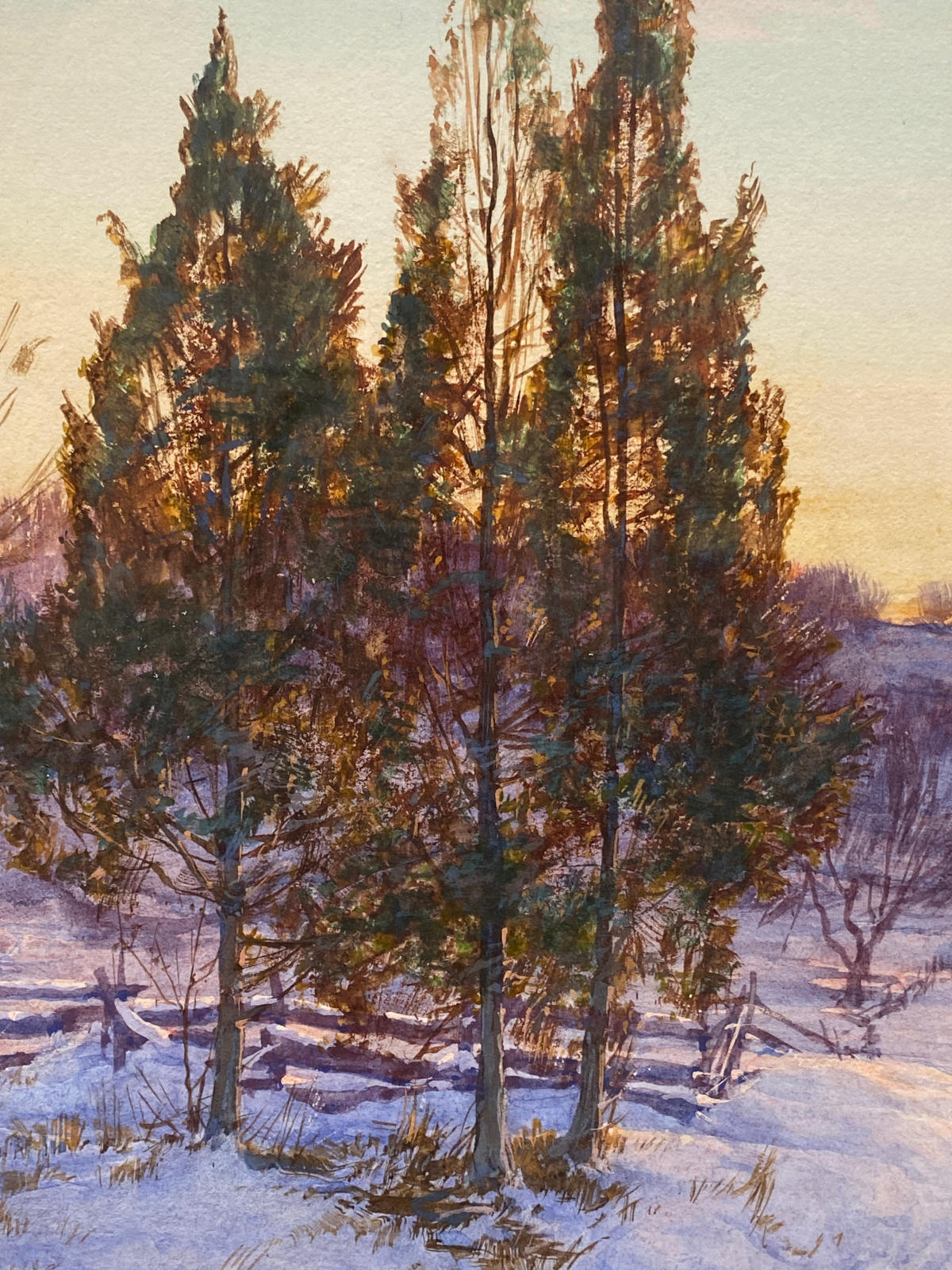 Cedars at Twilight