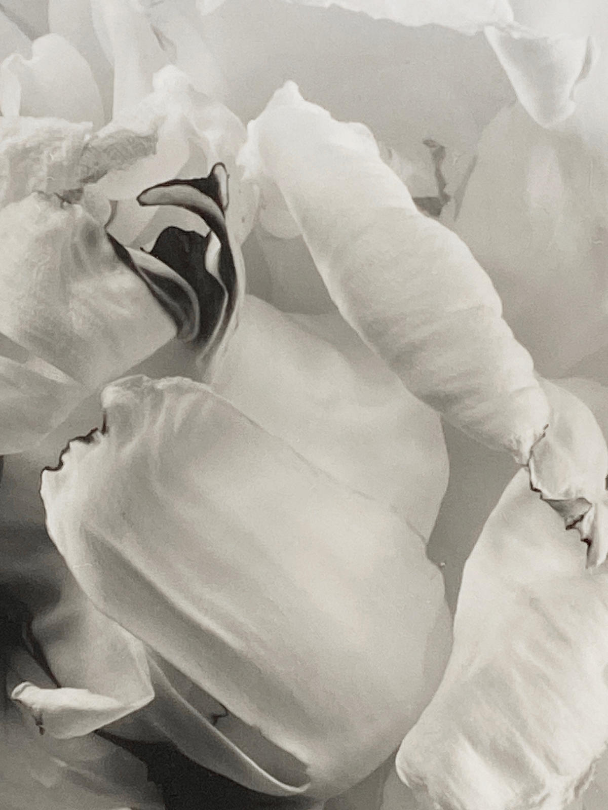 Peony #2, 1993, Millbrook, NY