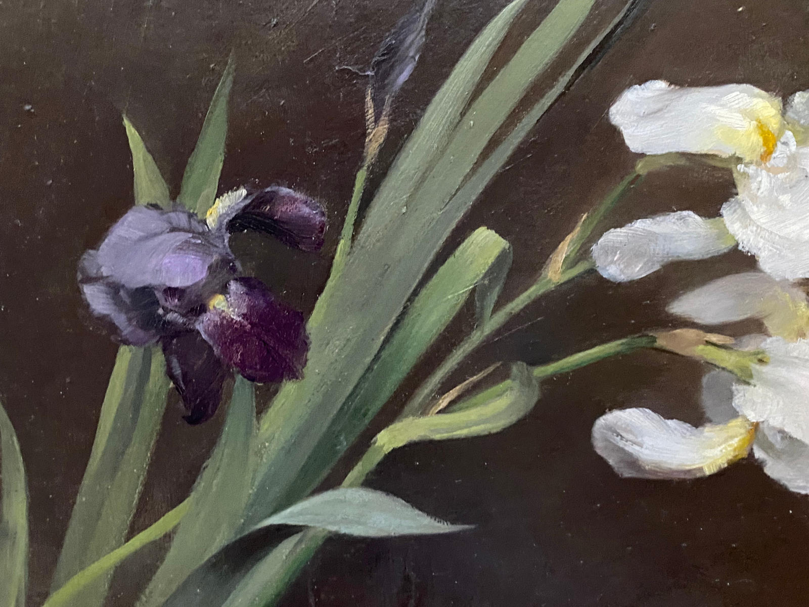Purple and White Iris, circa 1895