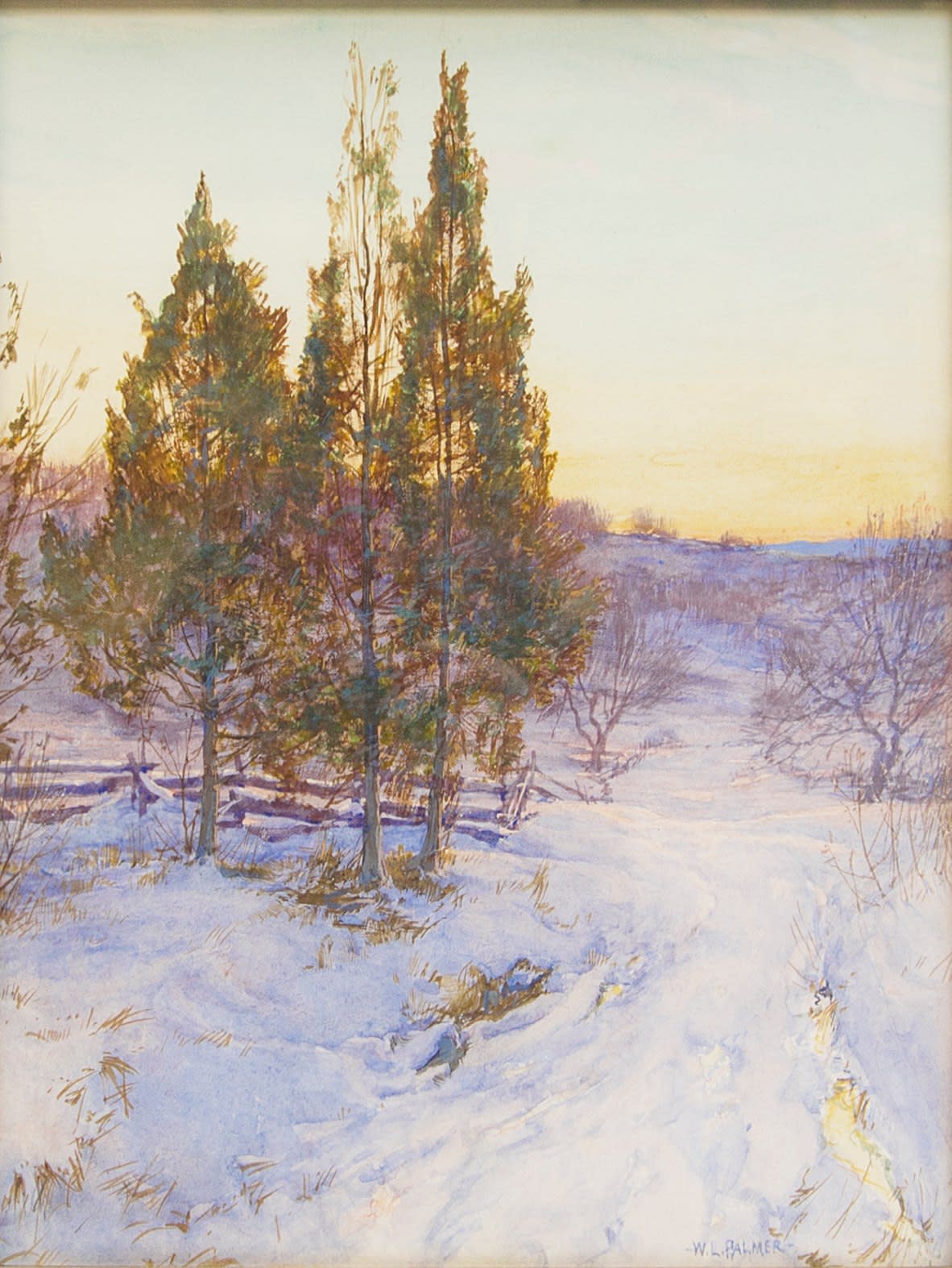 Cedars at Twilight