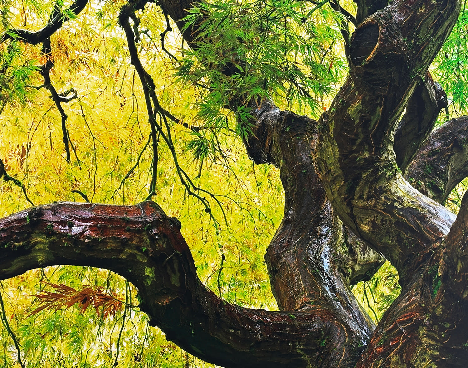Tree of Serenity